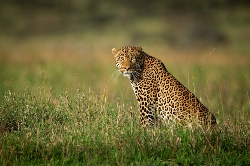 A male leopard sitting in tall grass, gazing at the camera in a Kenyan savannah.