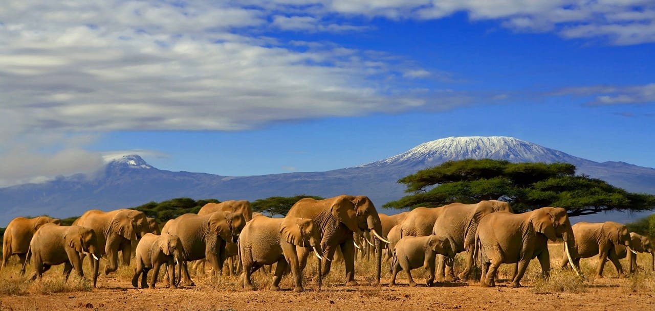 A herd of African elephants walking through Amboseli National Park, Kenya, with Mount Kilimanjaro in the background under a clear blue sky.