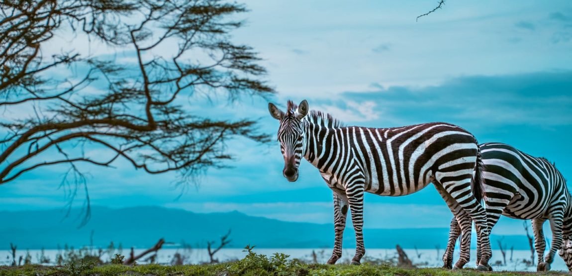 IM_KE_NVS_Lake-Naivasha-Simba-Lodge_zebras-blue-background