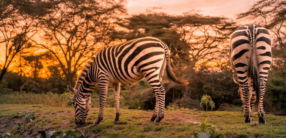 IM_KE_NVS_Lake-Naivasha-Simba-Lodge_zebras-sunset
