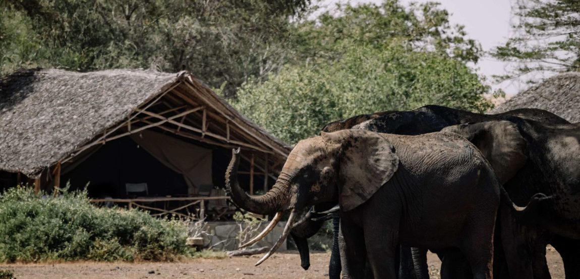 elephant-scaled